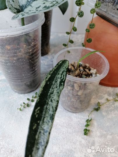 Сциндапсус пиктус экзотика