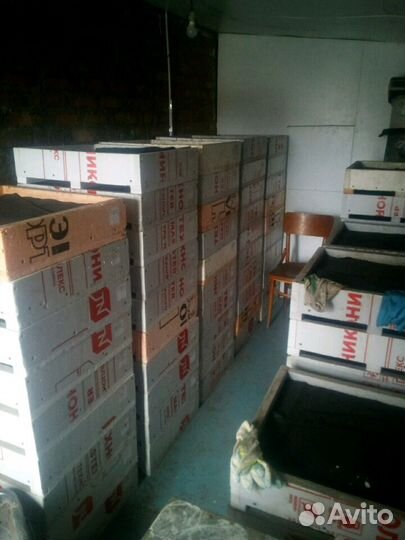 Черви Дендробена