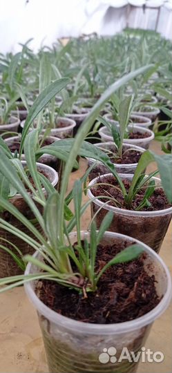 Гацания, серия Big Kiss, рассада