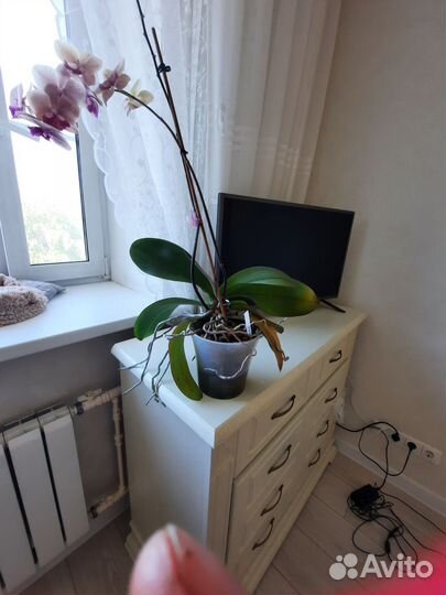 Орхидея биг лип