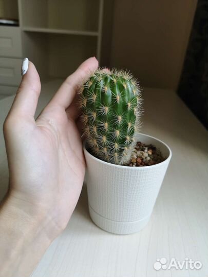 Кактус матукана. Взрослое растение