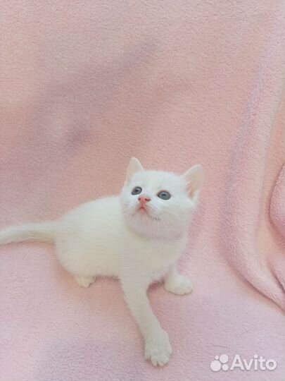 Комочки счастья