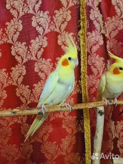 Попугай корелла (выкормыш)