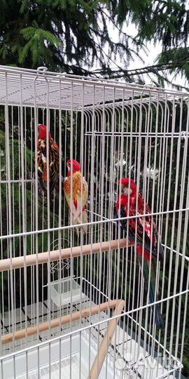 Попугай Розелла