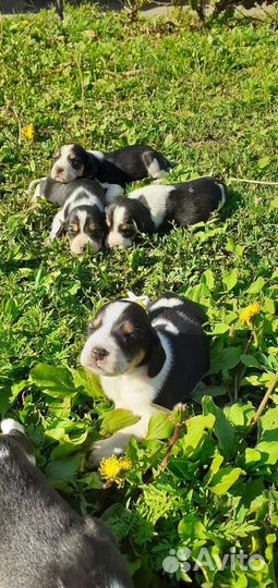 Эстонская гончая щенки