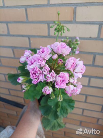 Пеларгония Ю Мерлезон 2