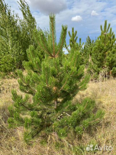 Сосна черная (Подольск )