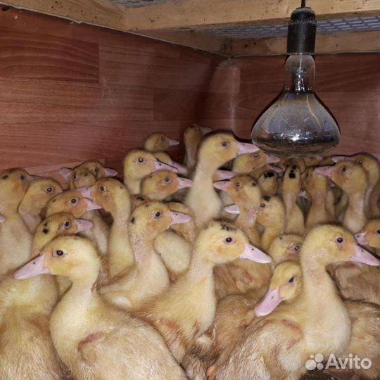 Муларды подрощенные до 5-6 кг