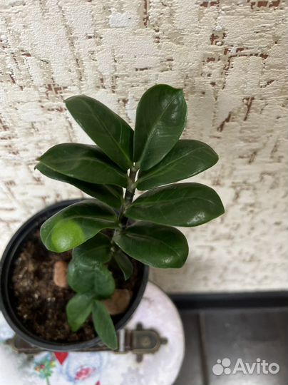 Замиокулькас зензи