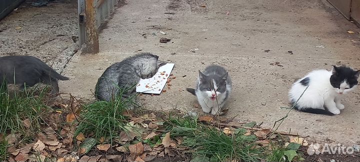 Котята в добрые руки