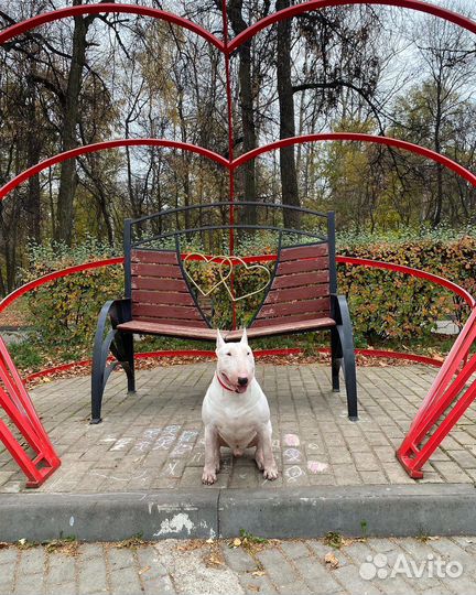 Бультерьер вязка