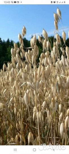 Зерно пшеница ячмень овес горох кукуруза