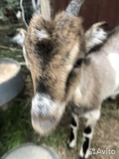 Продаётся козачка