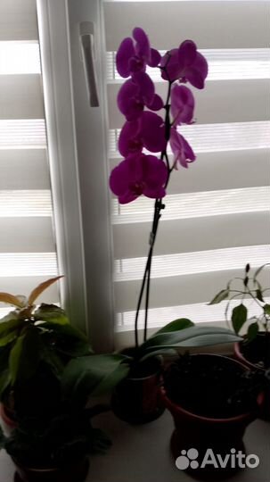 Орхидея фаленопсис