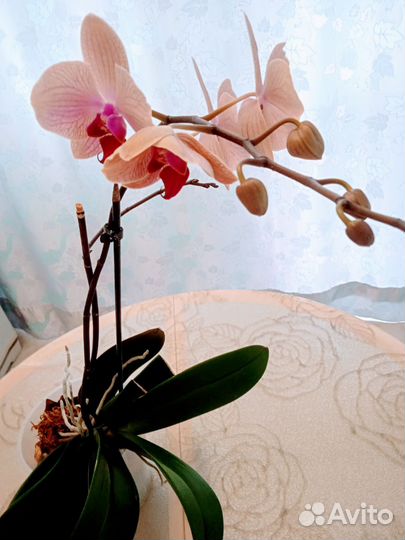 Орхидея фаленопсис