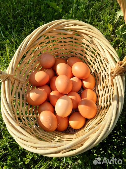 Домашнее куриное яйцо