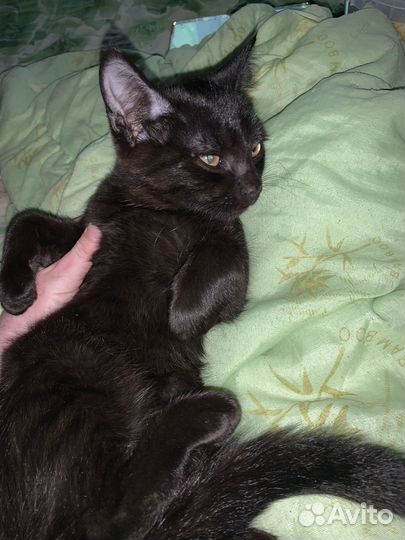 Британский котенок