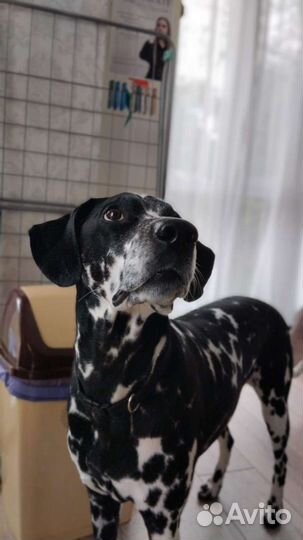 Далматинец