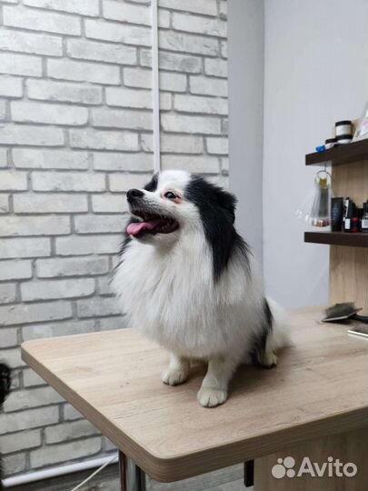 Шпица для вязки