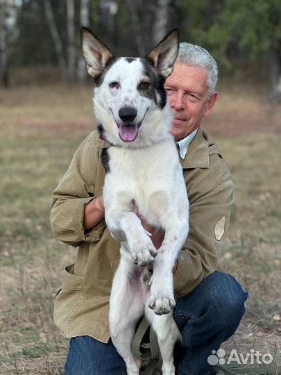 Собака в добрые руки