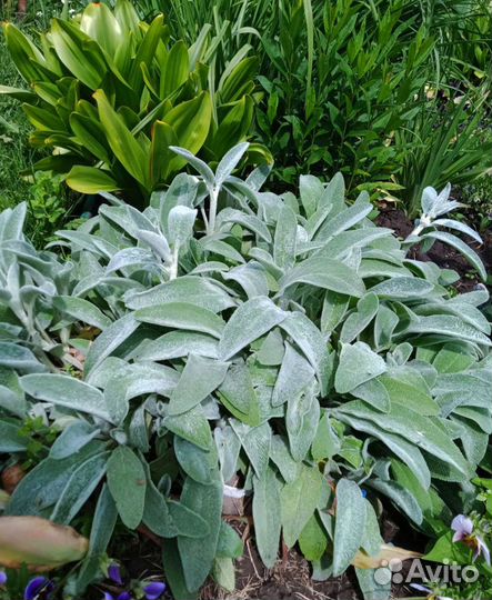 Многолетние цветы