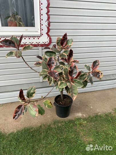 Фикус бенджамина