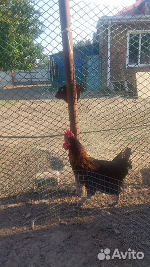 Молодые петухи