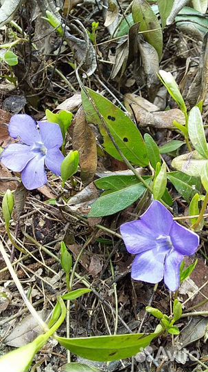 Нарциссы и др. цветы