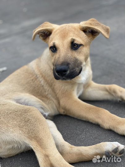 Мальчик в добрые руки