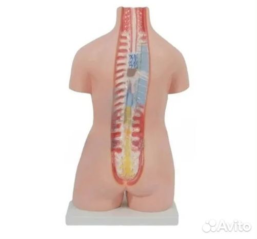 Модель торса двуполая разборная