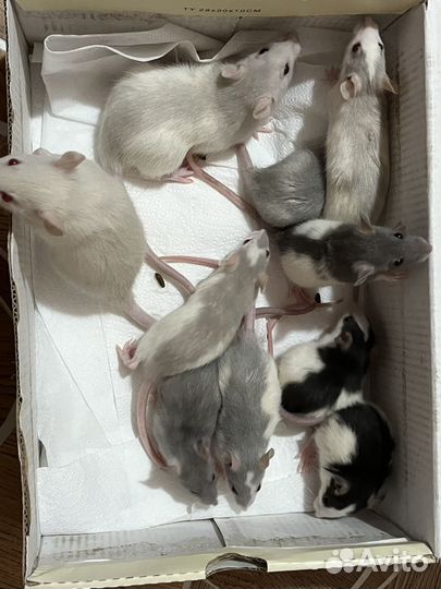 Крыса дамбо