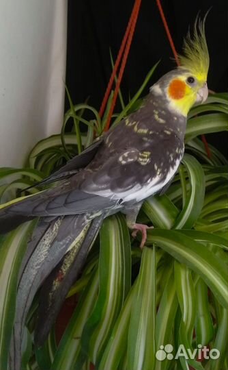 Попугай корелла 2,5 мес и выкормыши