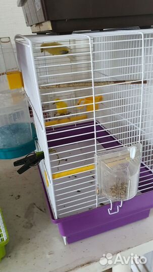 Кенара и канарейки