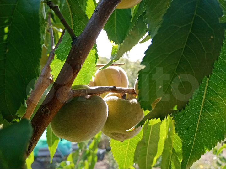 Дом 78 м² на участке 9,2 га