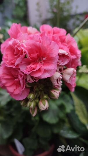 Пеларгония Герань Jägershus Falej