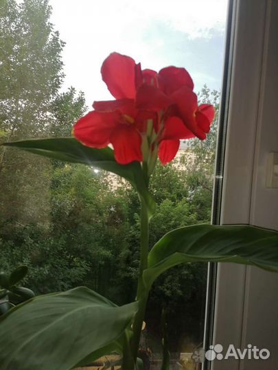 Цветы канны(красная)