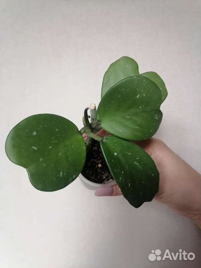 Хойя кери splash