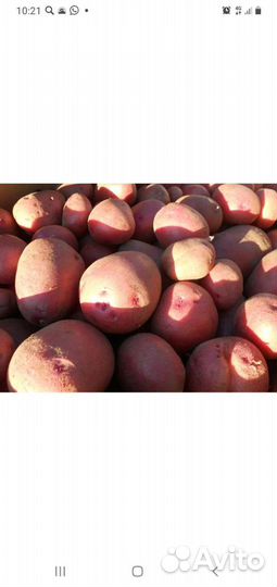 Продам картофель