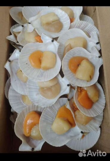 Морской Гребешок