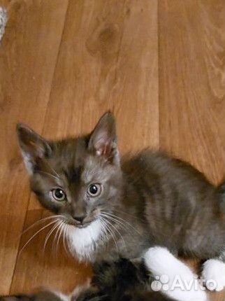Кошка в дар бесплатно
