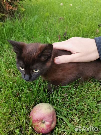 Котенок ищет дом девочка