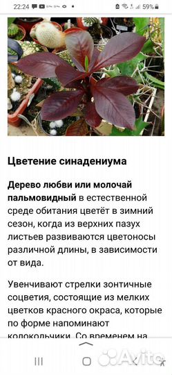 Молочай синадениум гранта