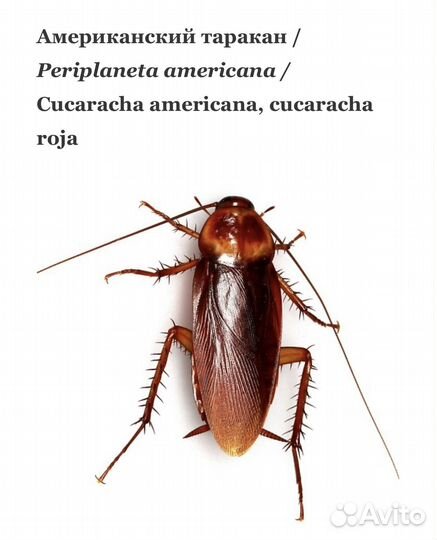 Большой таракан 