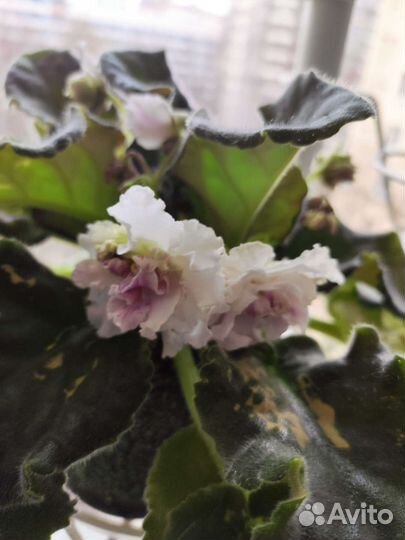 Продам цветы комнатные