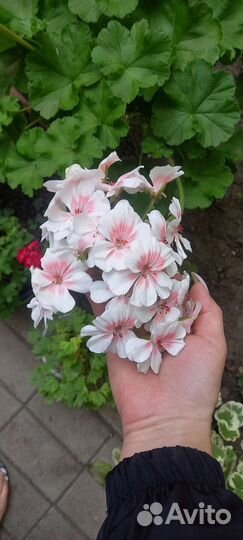 Пелоргония Lovely Vera
