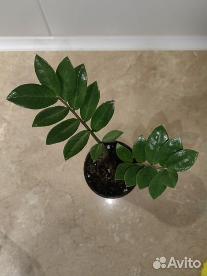 Замиокулькас