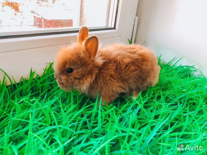 Карликовый кролик мини - редкий