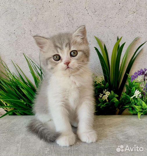 Британская кошечка