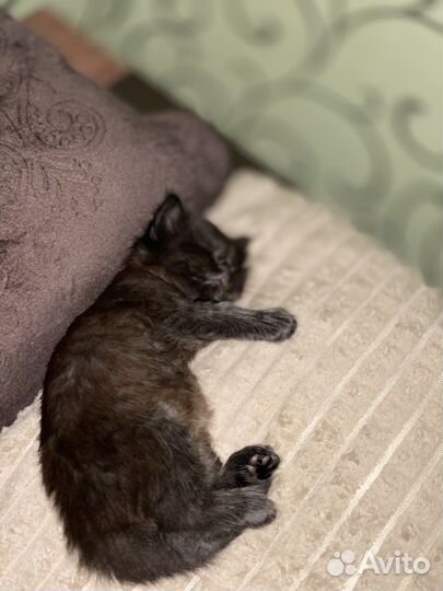 Котята в добрые руки, бесплатно