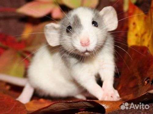 Крыски декоративные